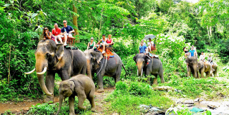 Krabi Elephant Sanctuary